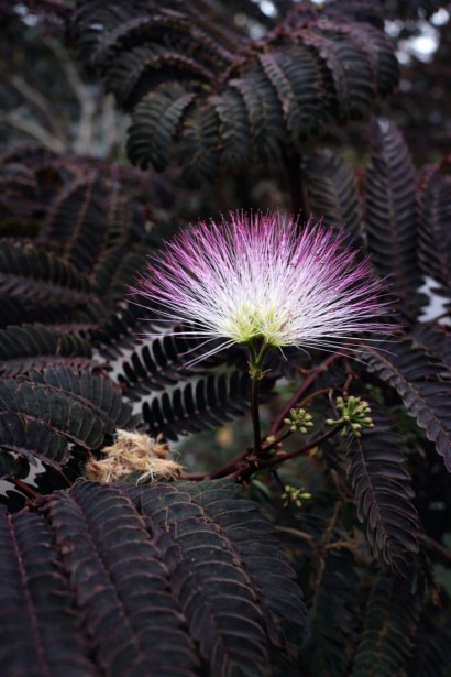Альбіція Summer Chocolate цвітіння